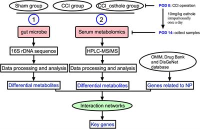 Integrated 16S rRNA Gene Sequencing and Metabolomics Analysis to Investigate the Important Role of Osthole on Gut Microbiota and Serum Metabolites in Neuropathic Pain Mice